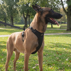 dog harness